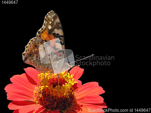 Image of butterfly on flower