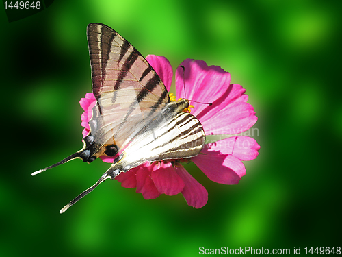 Image of butterfly on flower