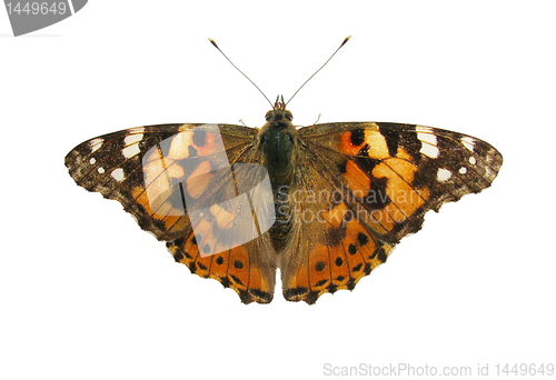 Image of butterfly