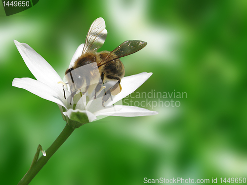 Image of bee on flower