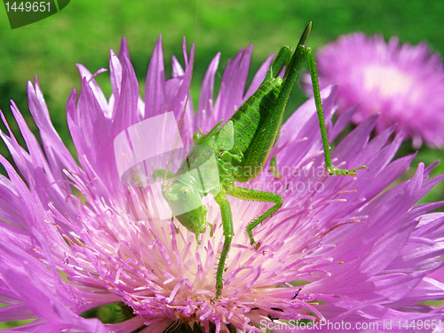 Image of grasshopper