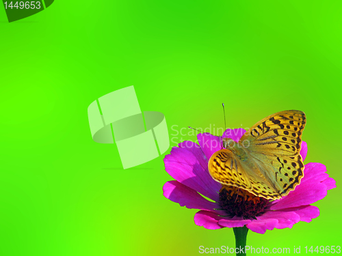 Image of summer background