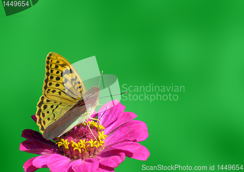 Image of butterfly on flower