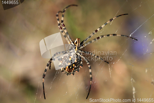 Image of spider