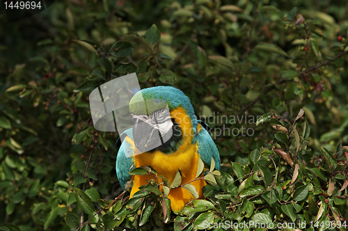 Image of Parrot