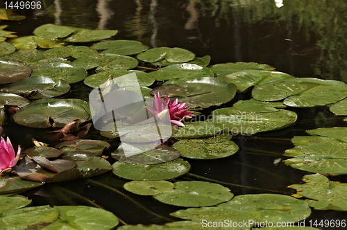 Image of Waterlilies