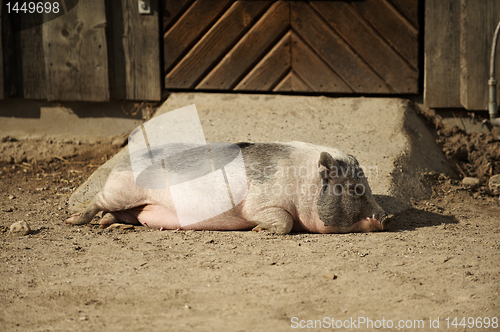 Image of Sleeping pig