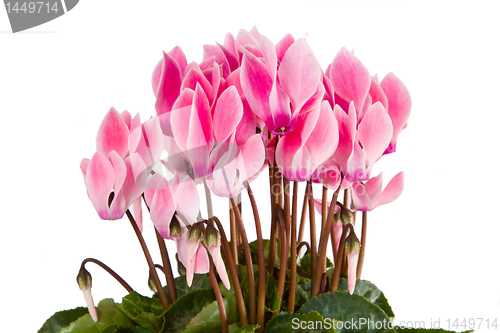 Image of Pink viola flowers