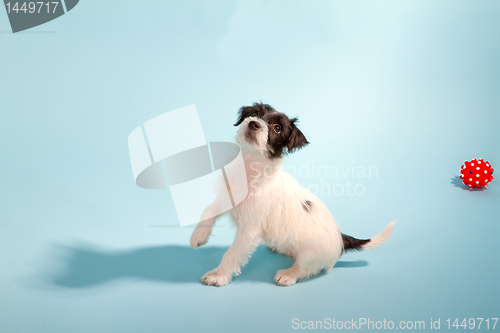 Image of Parson Jack Russell Terrier