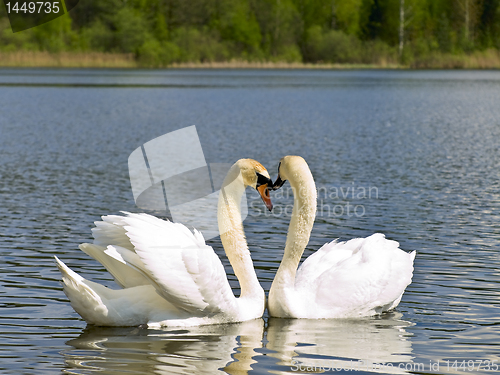 Image of swans