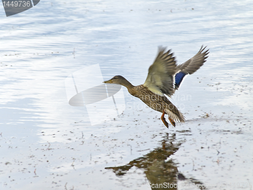 Image of duck