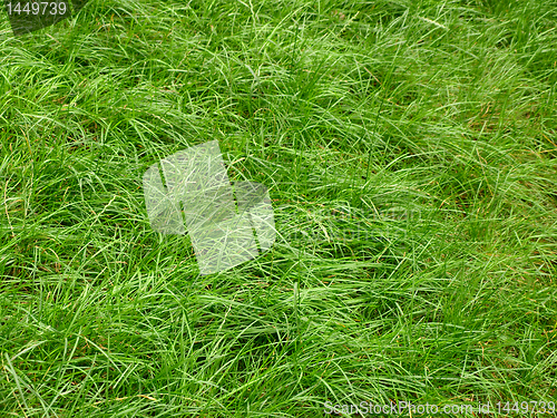 Image of grass 