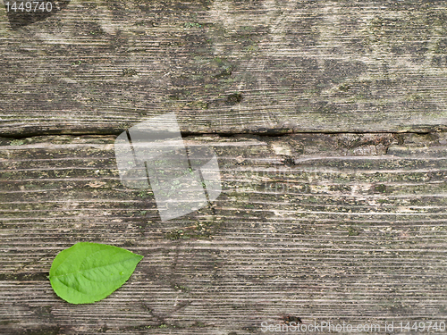 Image of green leaf 