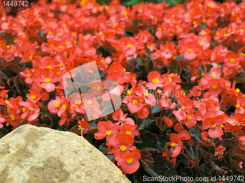 Image of flowers