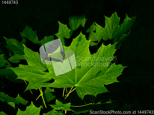 Image of leaves