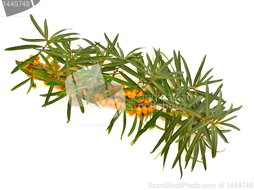 Image of sea-buckthorn