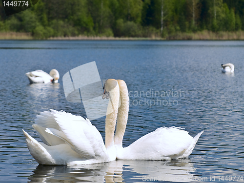 Image of swans