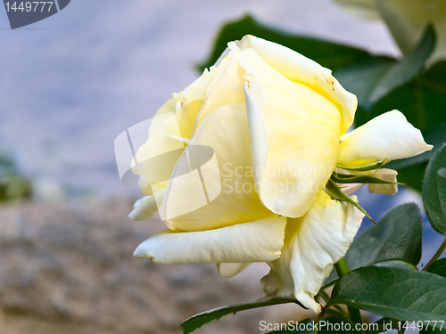 Image of rose