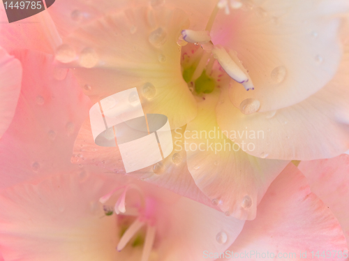 Image of gladiolus