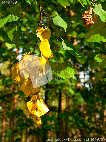 Image of yellow leaves branch