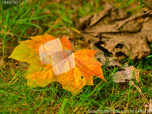 Image of maple leaf in grass