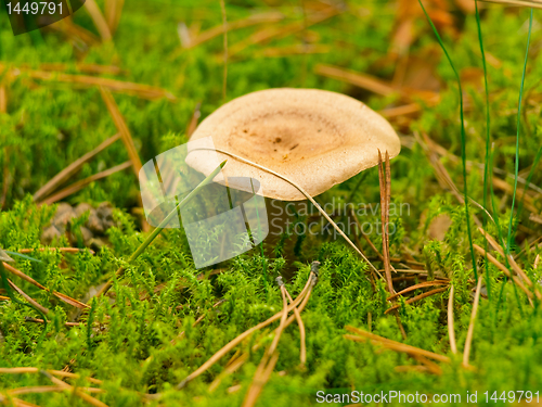 Image of mushroom in the moss
