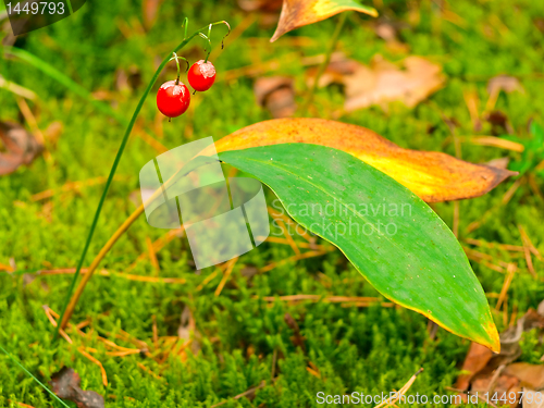 Image of red berries