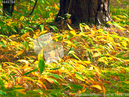 Image of autumn lily of the valley