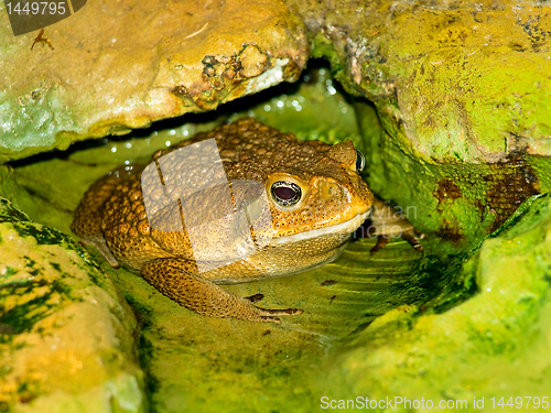 Image of toad in the water