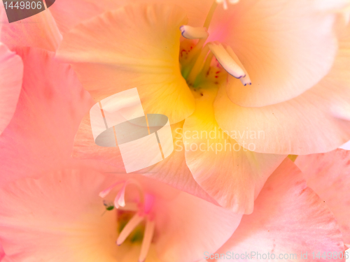 Image of pink gladiolus