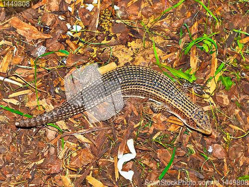 Image of Lizard