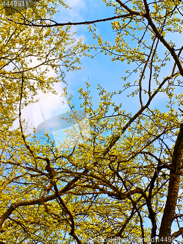 Image of Tree crown