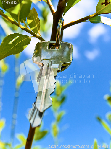 Image of key on branch