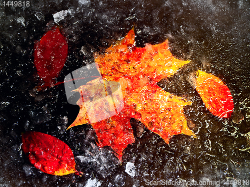 Image of autumn leaves in ice