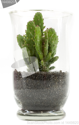 Image of Cactus in a vase