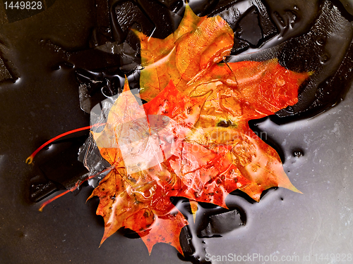 Image of maples leaves in water and ice
