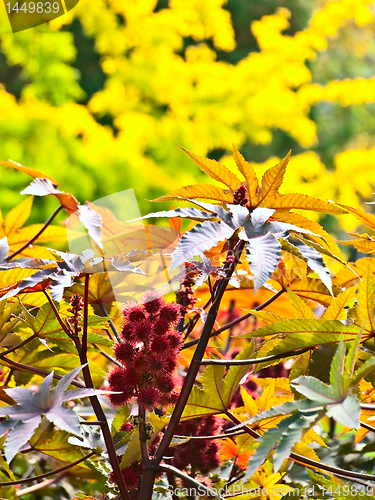 Image of red plant in autumn