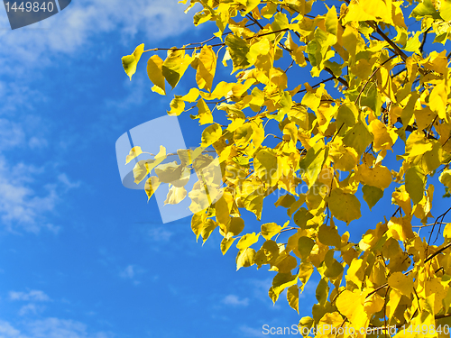 Image of autumn branch