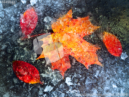 Image of Frozen autumn leaves