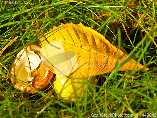 Image of chestnut