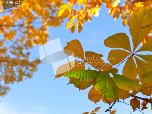 Image of chestnut leaves