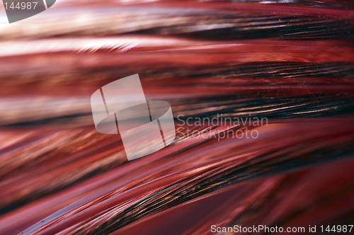 Image of Macro background