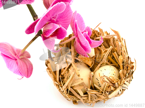 Image of bird nest and orchid