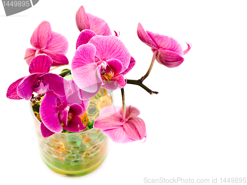 Image of pink orchid