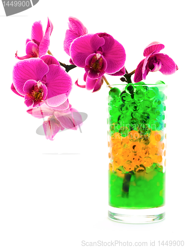 Image of orchid in glass with hydrogel