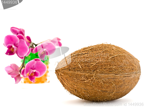 Image of coconut and pink orchid