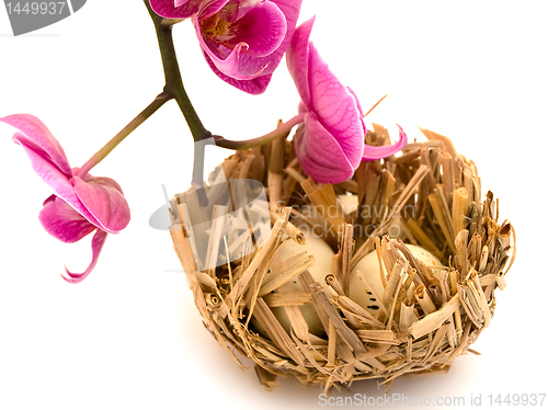 Image of bird nest and orchid