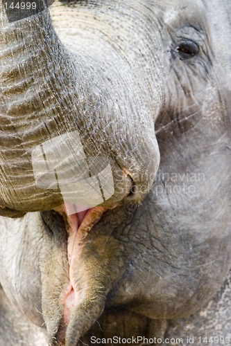 Image of Elephant