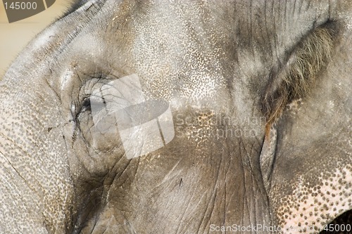 Image of Elephant