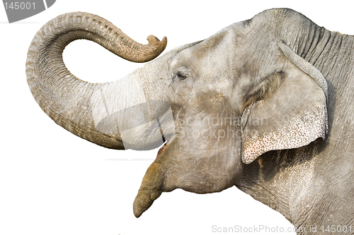 Image of Elephant